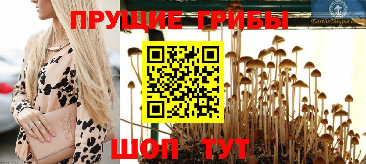 купить закладку  Псилоцибиновые грибы Psilocybe  Вход с VPN  Междуреченск 